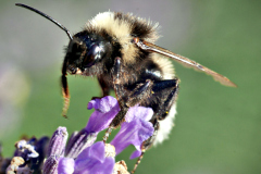 20250712-p2540108-black-and-white-furry-bumblebee-on-lavender