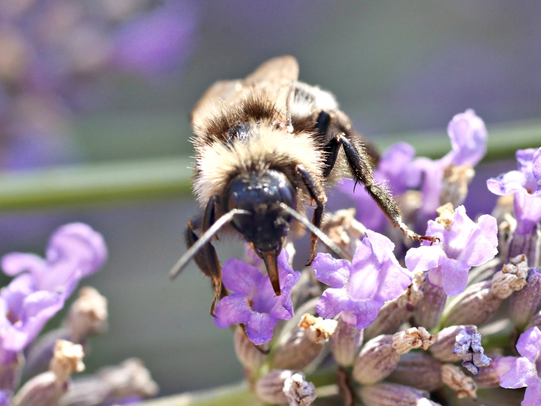 20250713-p2540109-bumblebee-tongue