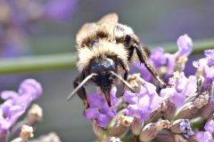 2025-07-13 Bumblebees