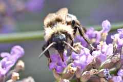 20250713-p2540109-bumblebee-tongue