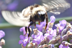 20250713-p2540110-bumblebee-on-lavender
