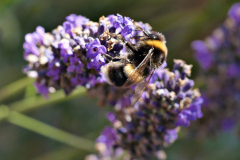 20250713-p2540114-bumblebee-on-lavender