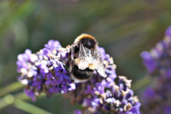 20250713-p2540115-bumblebee-on-lavender