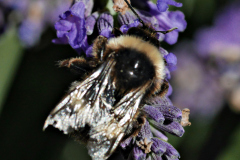 20250713-p2540123-bumblebee-on-lavender