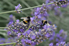 20250713-p2540128-bumblebee-on-lavender