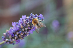 20250713-p2540129-bumblebee-on-lavender