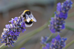 20250713-p2540131-bumblebee-on-lavender