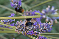 20250713-p2540140-bumblebee-on-lavender