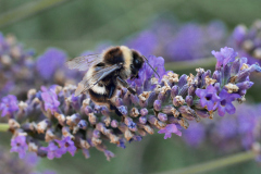 20250713-p2540146-bumblebee-on-lavender