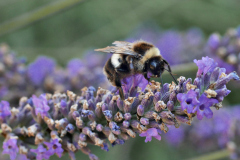 20250713-p2540147-bumblebee-on-lavender