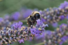 20250713-p2540148-bumblebee-on-lavender