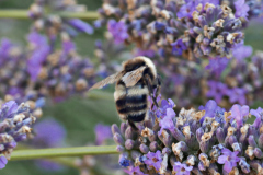 20250713-p2540153-bumblebee-on-lavender