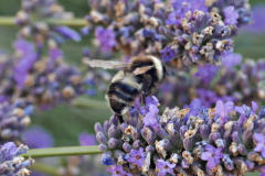 20250713-p2540154-bumblebee-on-lavender