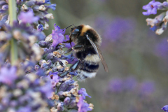 20250713-p2540197-bumblebee-on-lavender