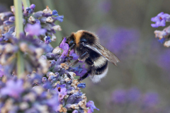 20250713-p2540198-bumblebee-on-lavender