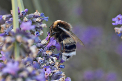 20250713-p2540199-bumblebee-on-lavender