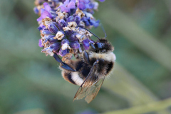 20250713-p2540217-bumblebee-on-lavender