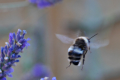 20250713-p2540246-bumblebee-on-lavender