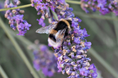 20250713-p2540431-bumblebee-on-lavender