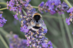20250713-p2540432-bumblebee-on-lavender