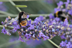 20250713-p2540442-bumblebee-on-lavender