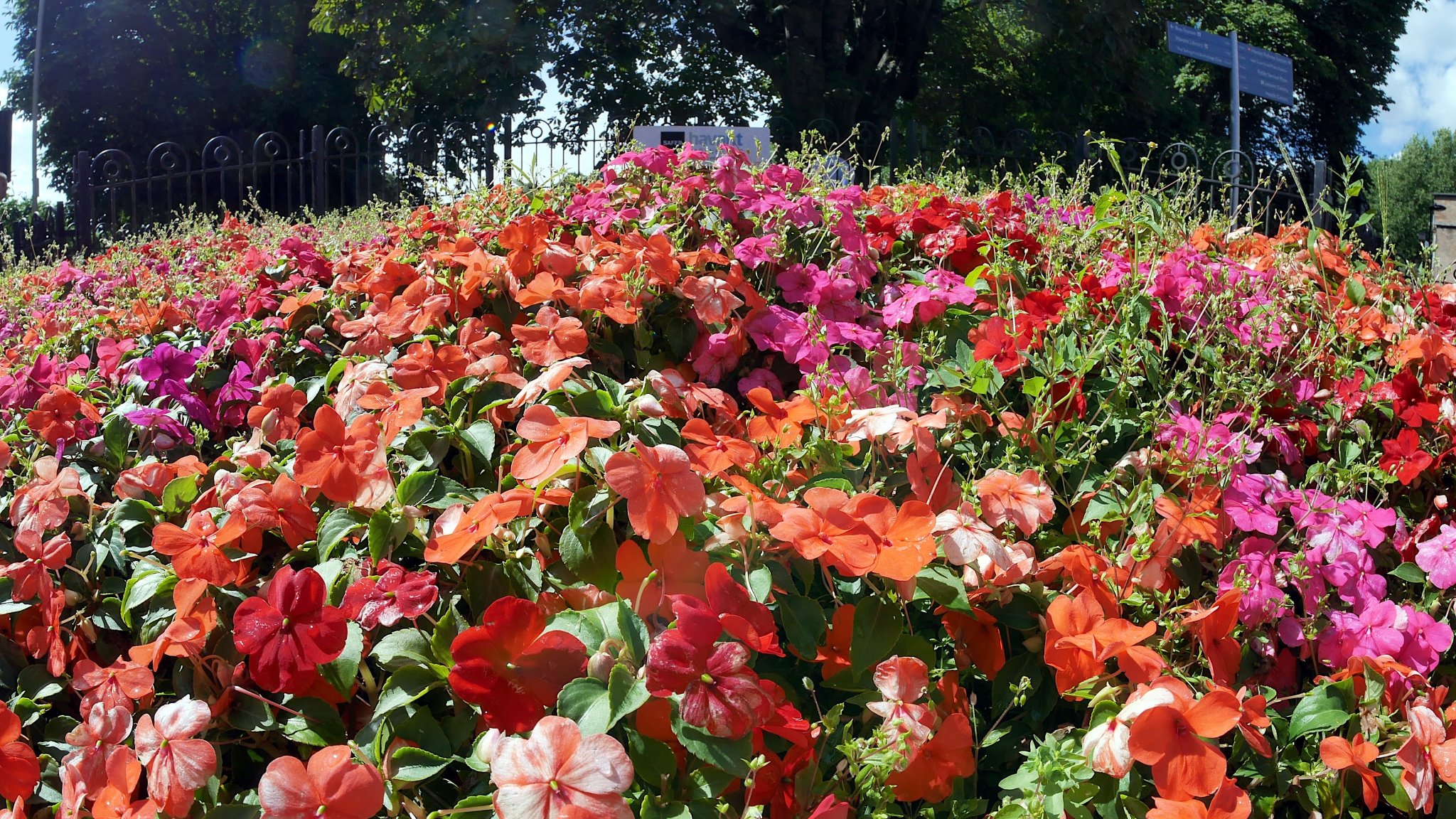 A pleasing splash of summer colour - the flowerbeds just outside Havant Park.