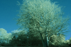 20251224-p1150116-ir-test.jpg