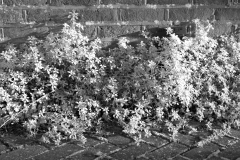 20251224-p1150117-ir-test-mono.jpg