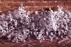 20251224-p1150117-ir-test.jpg
