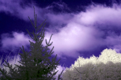 Our back yard, taken with "full-spectrum-converted" Lumix DMC GH2, c/w a bog-standard Lumix 14-42mm "kit lens" c/w Fourth Eye variable IR filter.