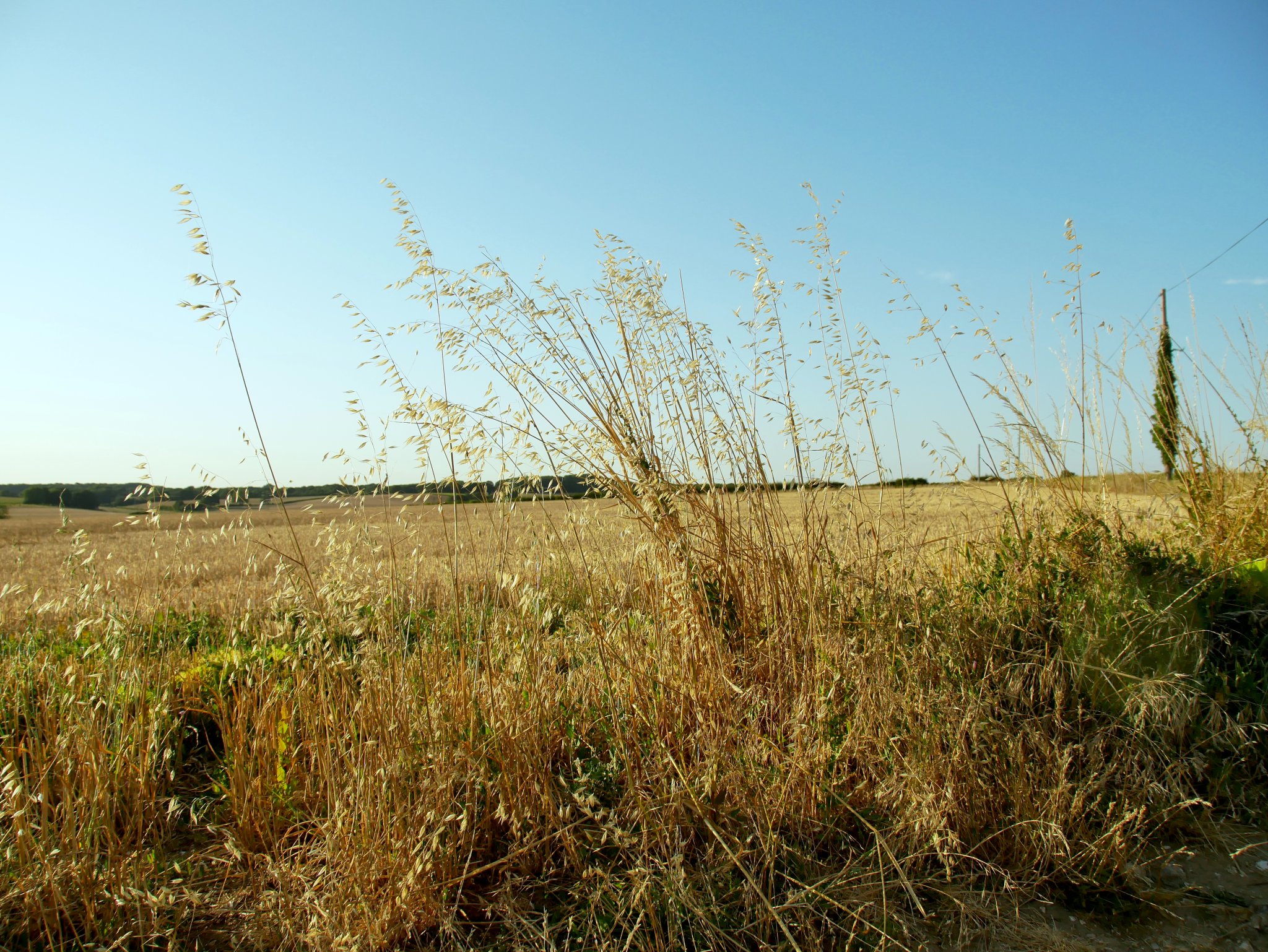 2026-08-12 Western edge of Portsdown Hill, near Fareham, looking approximately west-north-west