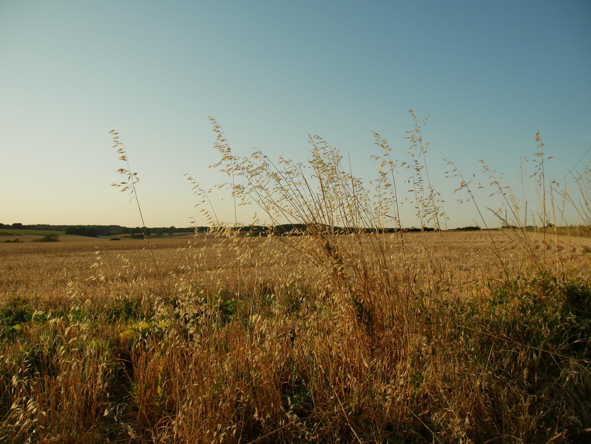 2026-08-12 Western edge of Portsdown Hill, near Fareham, looking approximately west-north-west
