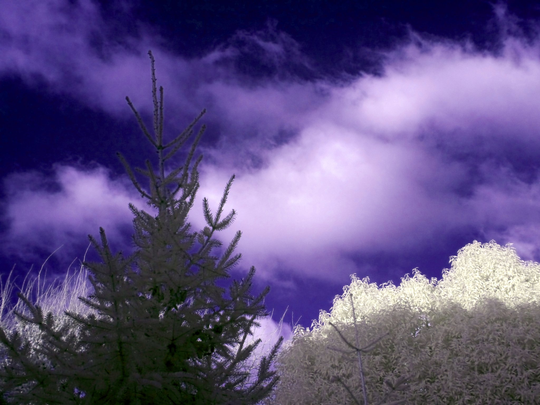 Our back yard, taken with "full-spectrum-converted" Lumix DMC GH2, c/w a bog-standard Lumix 14-42mm "kit lens" c/w Fourth Eye variable IR filter.