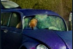 craiyon_000251_Jeremy_Clarkson_crashes_blue_Volkswagen_br_