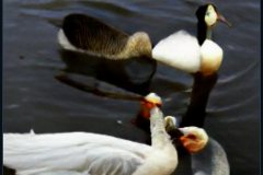 craiyon_001410_Angel_feeding_a_hungry_goose_br_