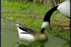 craiyon_001419_Angel_feeding_a_hungry_goose_br_