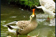 craiyon_001435_Angel_feeding_a_hungry_goose_br_