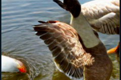 craiyon_001442_Angel_feeding_a_hungry_goose_br_