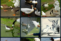 craiyon_001444_Angel_feeding_a_hungry_goose_br_