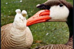 craiyon_001921_Kind_angel_feeds_a_hungry_goose_br_