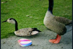 craiyon_001928_Kind_angel_feeds_a_hungry_goose_br_