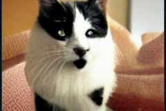 craiyon_124133_Cats_that_look_like_Hitler_br_