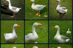 craiyon_133740_mr_goose_br_