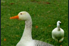 craiyon_133801_mr_goose_br_