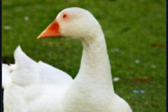 craiyon_133811_mr_goose_br_