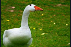 craiyon_133814_mr_goose_br_