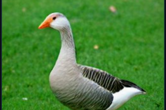 craiyon_133850_Ebenezer_Goose_br_