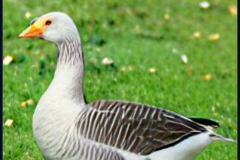 craiyon_133857_Ebenezer_Goose_br_
