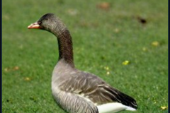 craiyon_133901_Ebenezer_Goose_br_