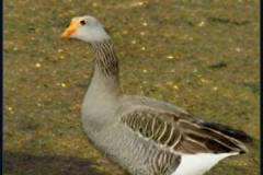 craiyon_133906_Ebenezer_Goose_br_